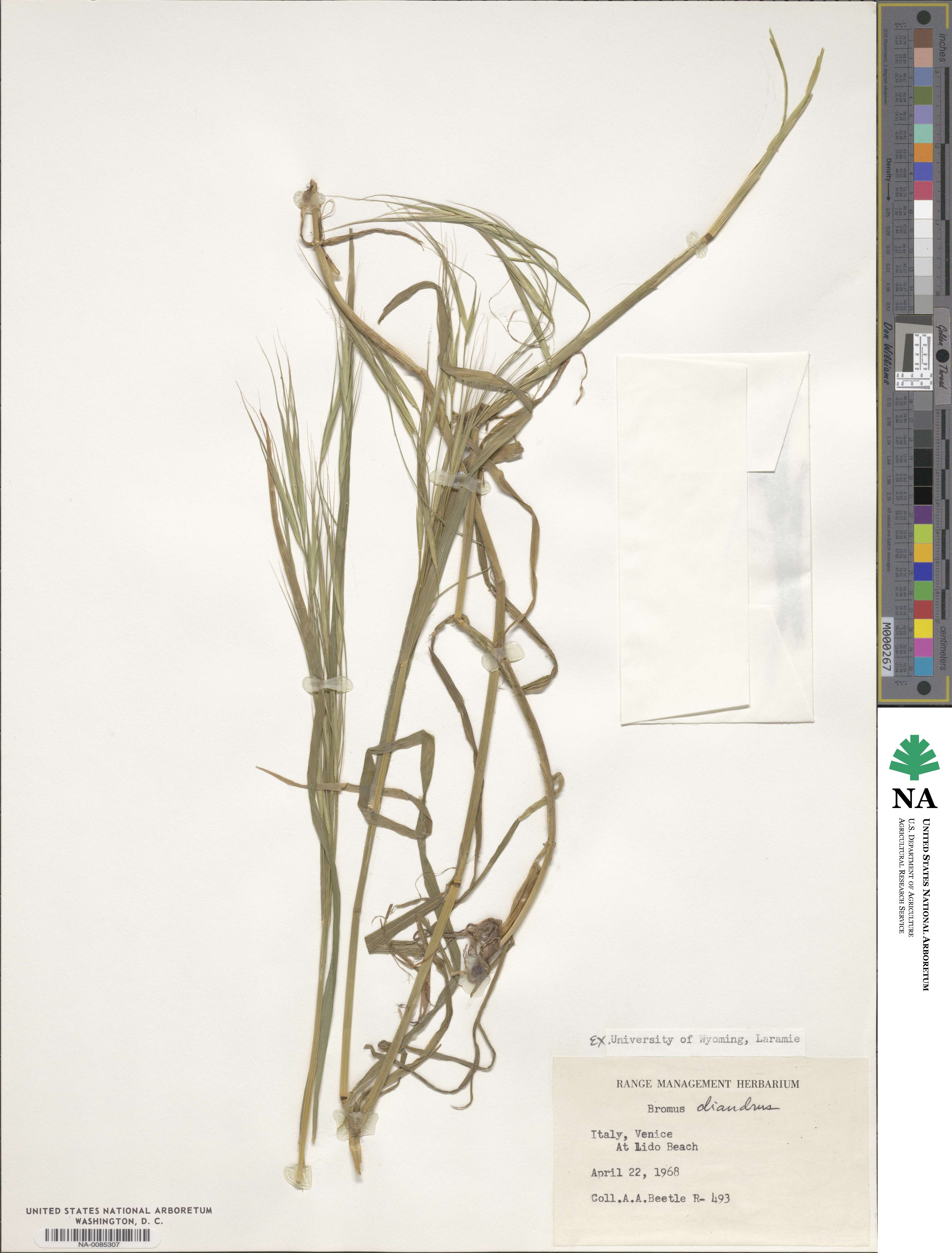 Bromus diandrus image