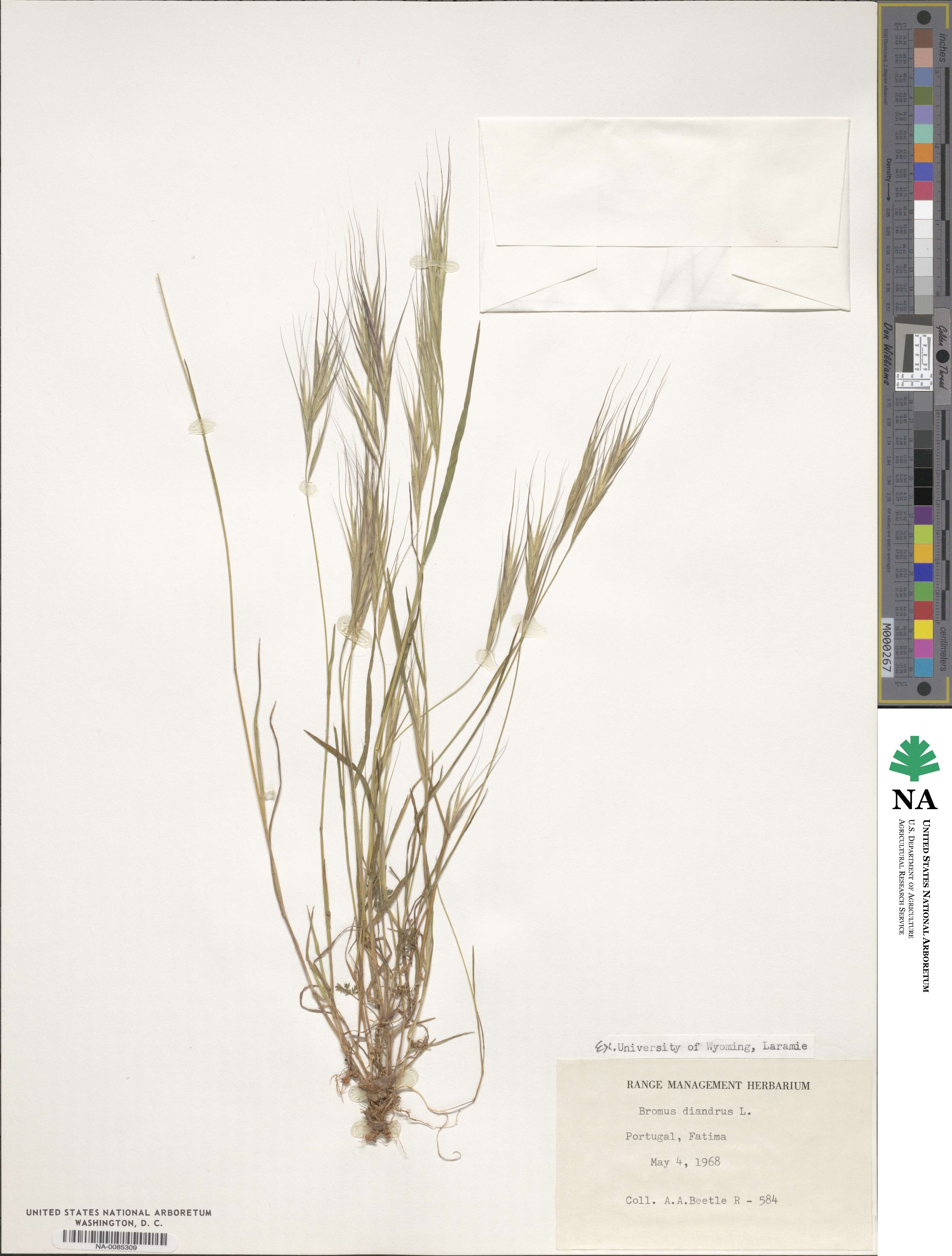 Bromus diandrus image