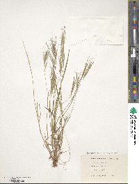 Bromus diandrus image