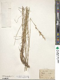 Bromus erectus image