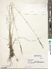 Bromus erectus image