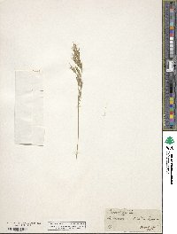 Bromus erectus image