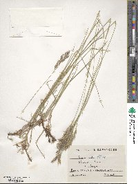 Bromus erectus image