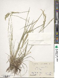 Bromus erectus image