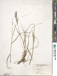 Bromus erectus image