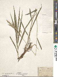 Bromus inermis image