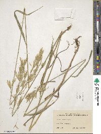 Bromus inermis image