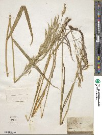 Bromus inermis image