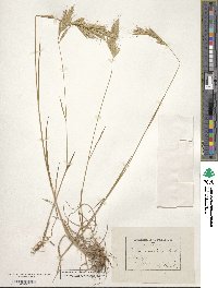 Bromus lanceolatus image