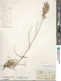 Bromus lanceolatus image