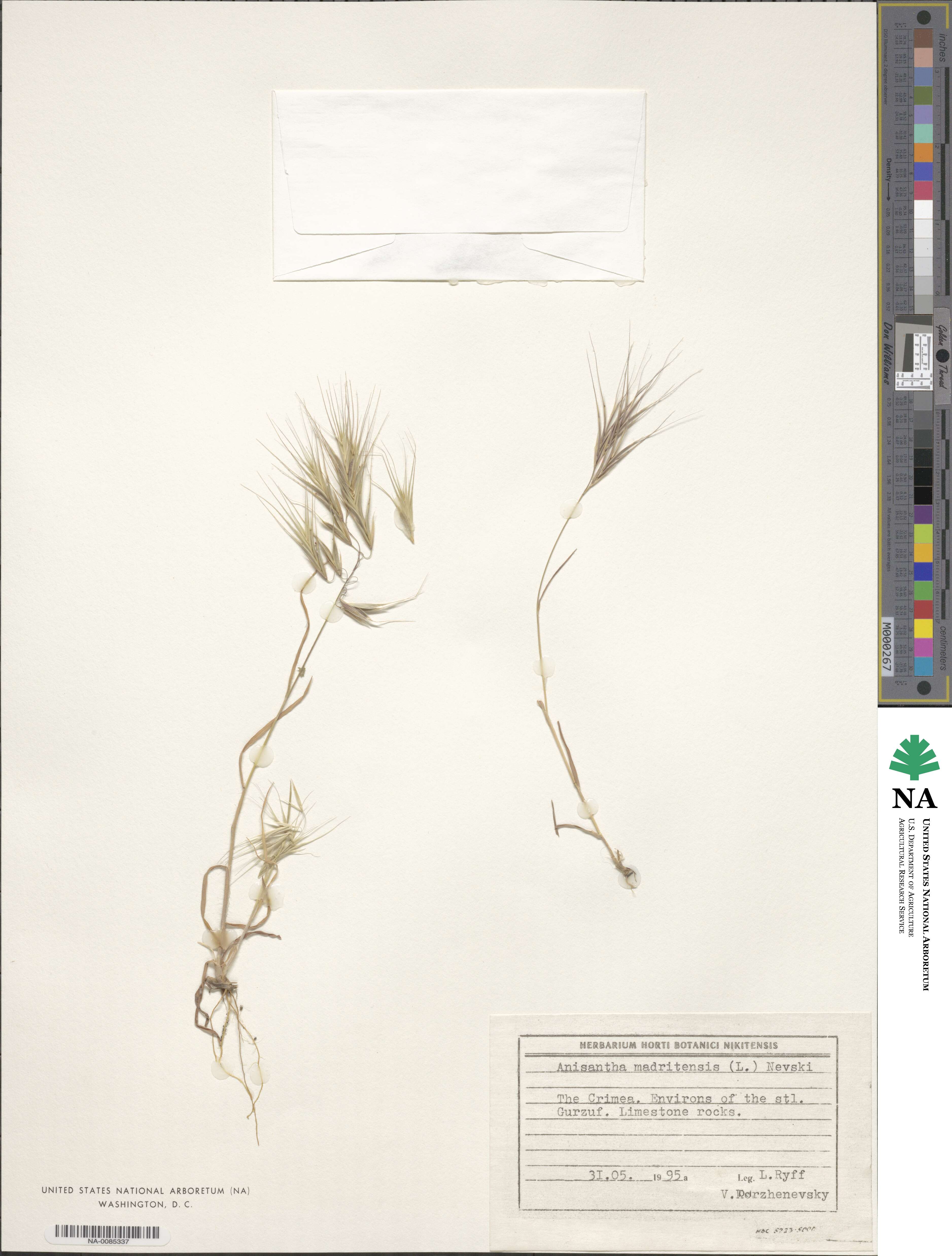 Bromus madritensis image