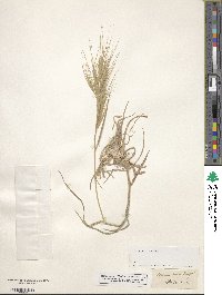 Bromus madritensis image