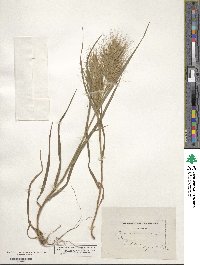 Bromus madritensis image