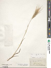 Bromus rigidus image