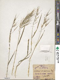 Bromus rigidus image