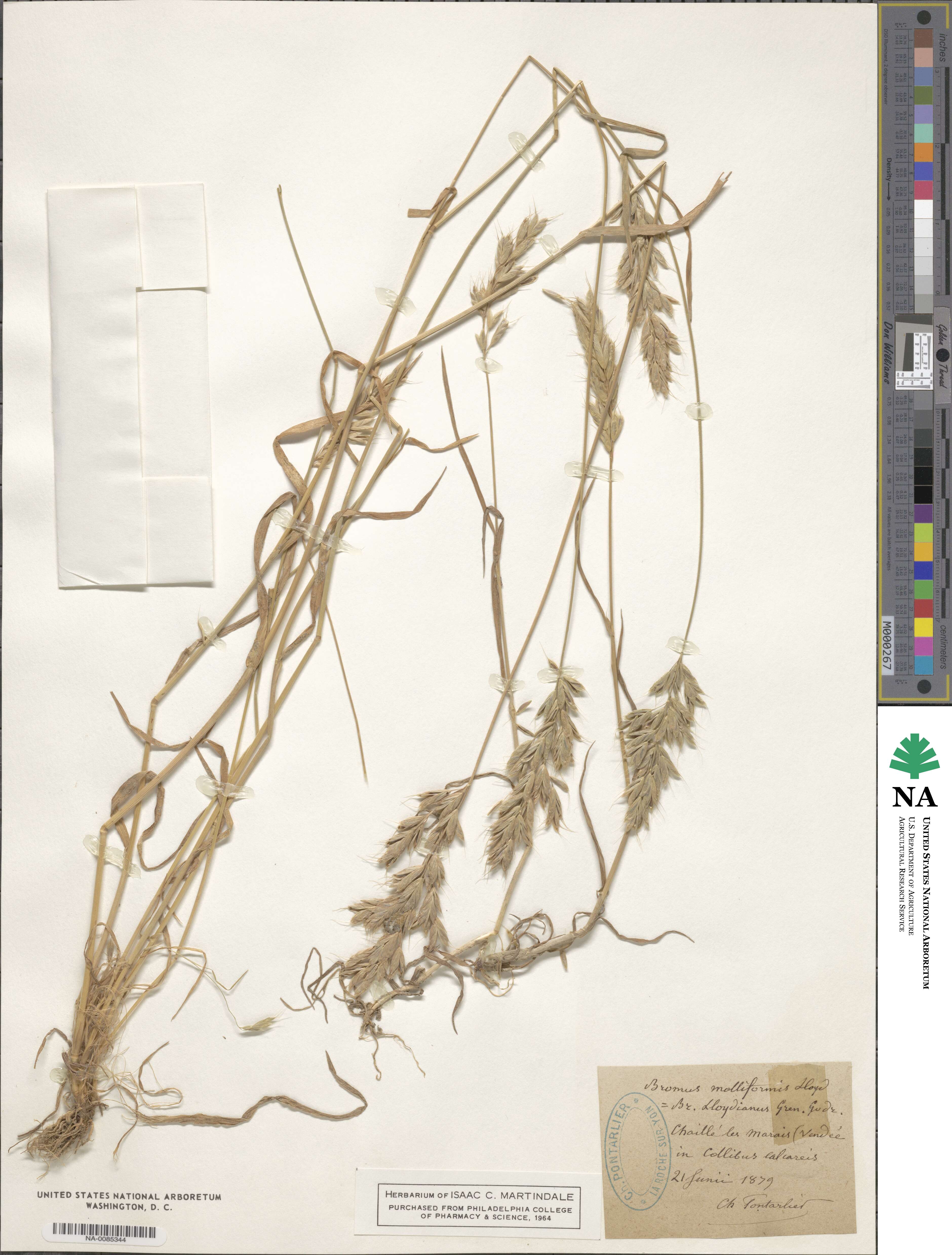 Bromus hordeaceus subsp. divaricatus image