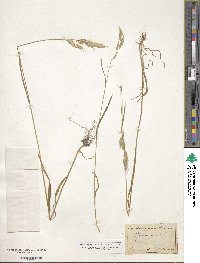 Bromus hordeaceus subsp. hordeaceus image