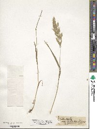 Bromus hordeaceus subsp. hordeaceus image