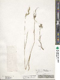 Bromus hordeaceus image