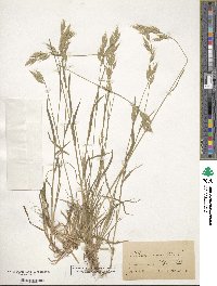 Bromus hordeaceus subsp. hordeaceus image