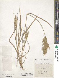 Bromus hordeaceus subsp. hordeaceus image