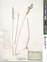 Bromus hordeaceus subsp. hordeaceus image