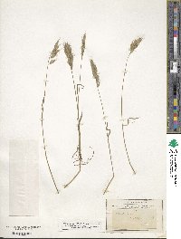 Bromus hordeaceus image