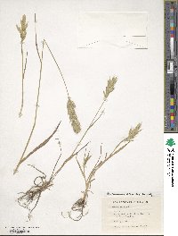 Bromus hordeaceus image