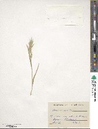 Bromus hordeaceus image