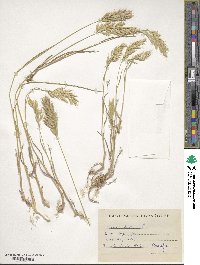 Bromus hordeaceus image