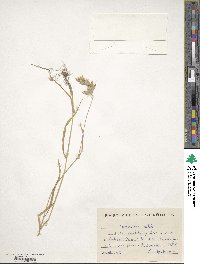 Bromus hordeaceus image