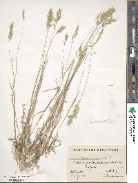 Bromus hordeaceus image