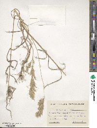 Bromus hordeaceus subsp. hordeaceus image