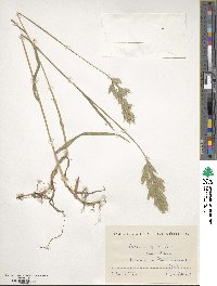 Bromus hordeaceus subsp. hordeaceus image