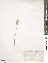 Bromus hordeaceus image