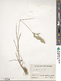 Bromus hordeaceus subsp. hordeaceus image