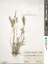 Bromus hordeaceus image