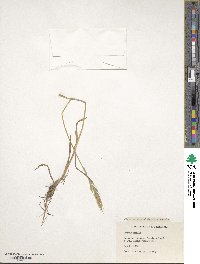 Bromus hordeaceus image