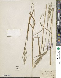 Bromus hordeaceus subsp. hordeaceus image