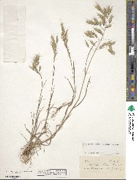 Bromus japonicus image