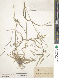 Bromus japonicus image