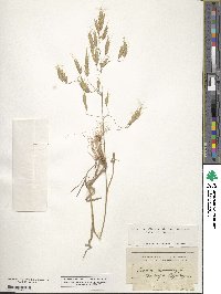 Bromus racemosus image