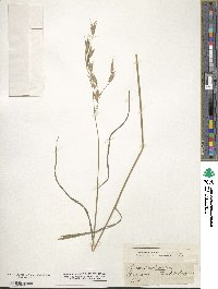 Bromus racemosus image