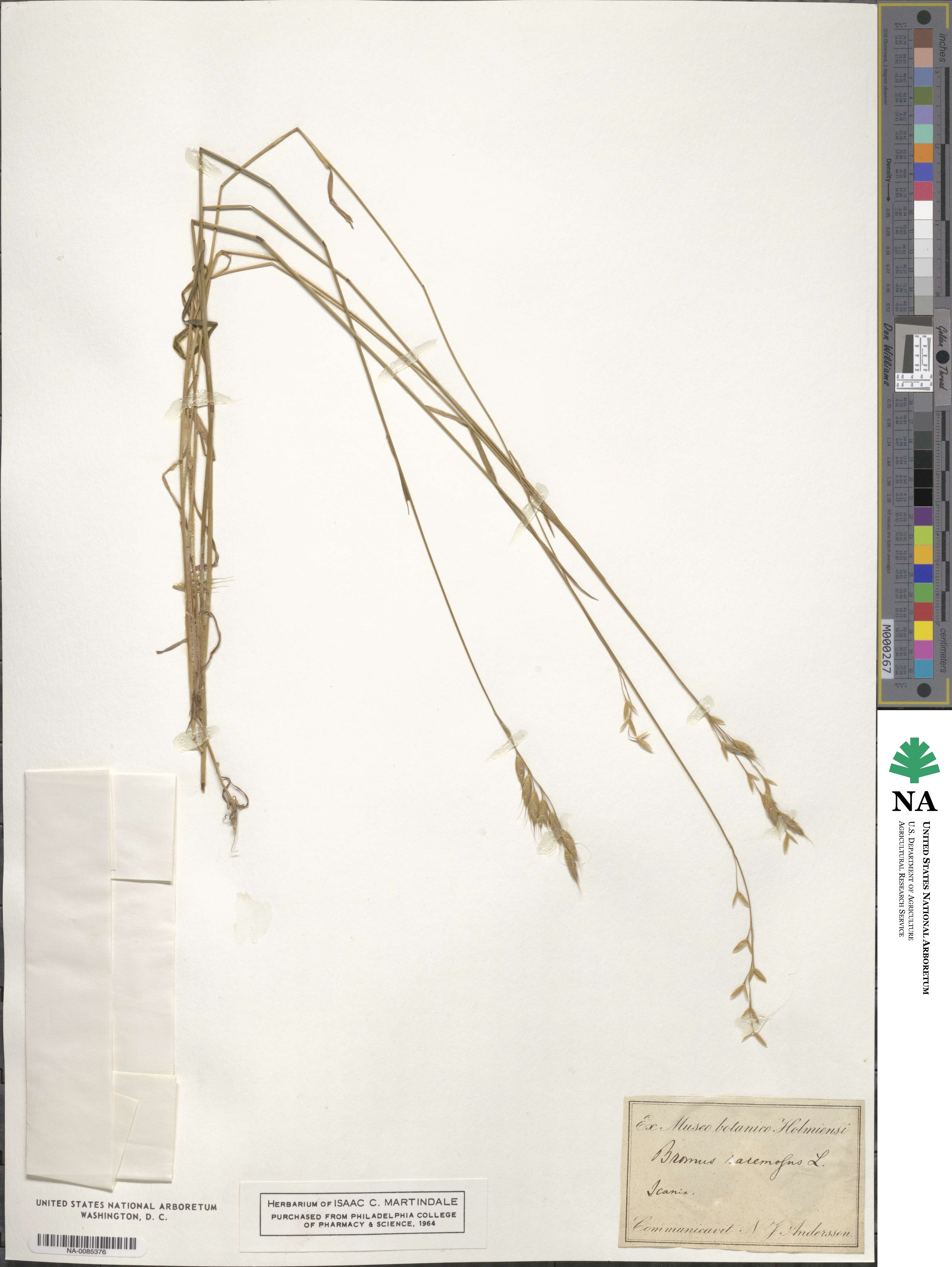 Bromus racemosus image