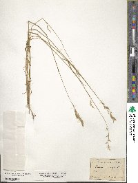 Bromus racemosus image