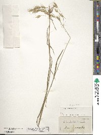 Bromus racemosus image