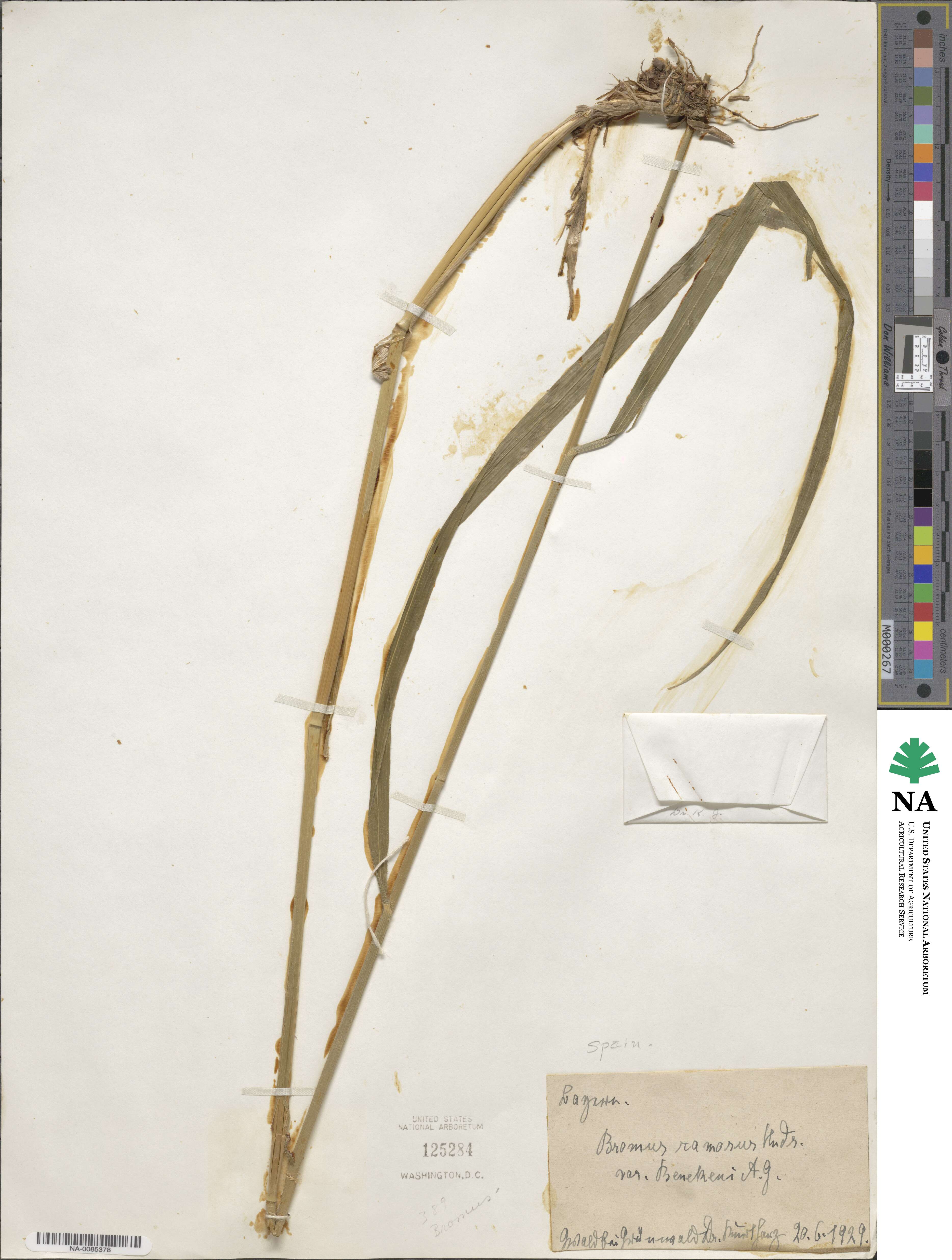 Bromus benekenii image