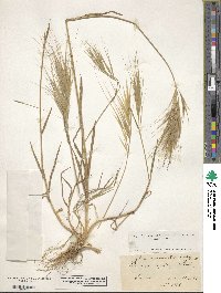 Bromus rigidus image