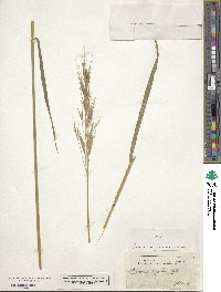 Bromus rigidus image