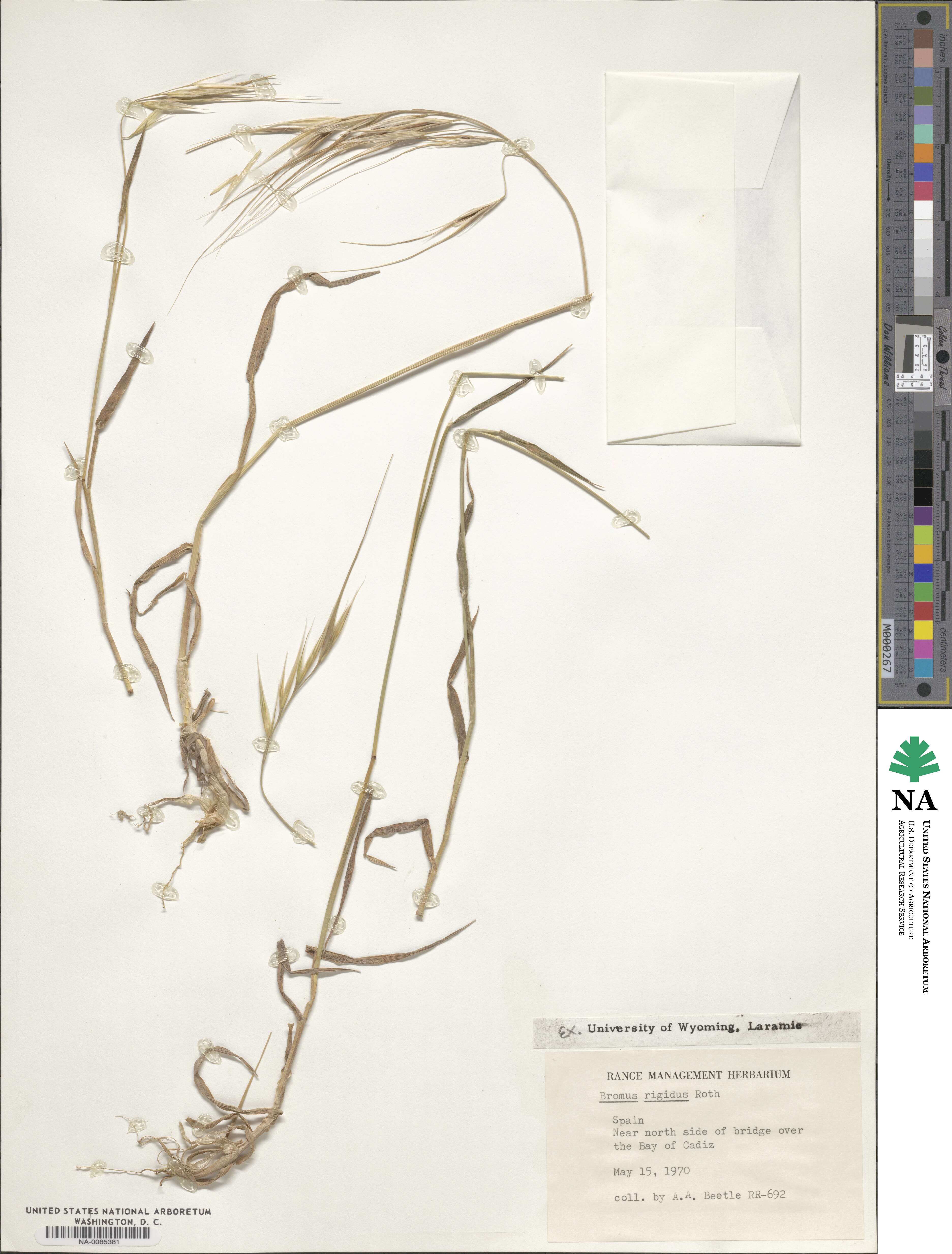Bromus rigidus image